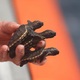 A researcher releases sea turtle hatchlings into the Atlantic Ocean in a joint effort between the United States Coast Guard and the Gumbo-Limbo Nature Center.